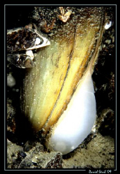 Anodonta cygnea - swan mussel - the natural filter of our... by Daniel Strub 